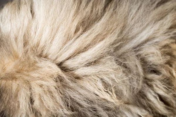 犬の毛皮を背景に テクスチャ スタジオの写真 — ストック写真