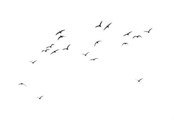 silhouette of a flock of birds on a white background .