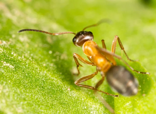 Yeşil Yapraklı Bir Karınca Makro Doğadaki Parkta — Stok fotoğraf
