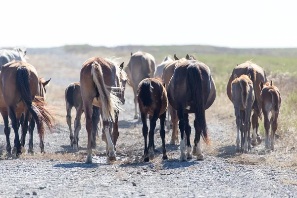 Cheval Dans Pâturage Dans Désert — Photo