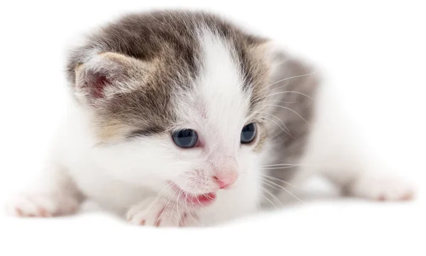 Gatito Sobre Fondo Blanco Fotos Estudio — Foto de Stock