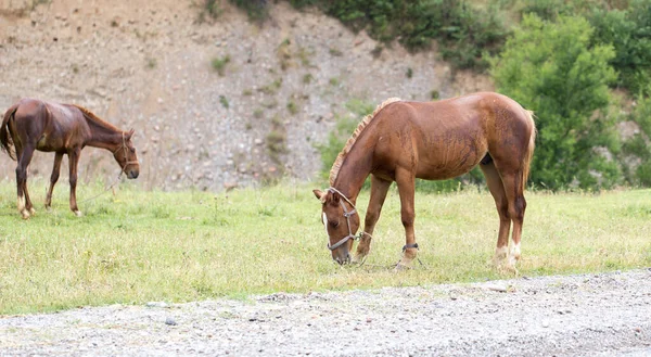 Cheval Dans Pâturage Dans Nature — Photo