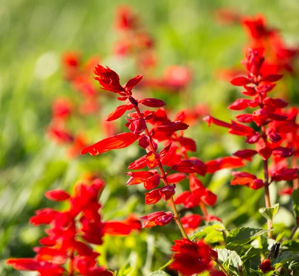 Mooie Rode Bloem Natuur Het Park Natuur — Stockfoto