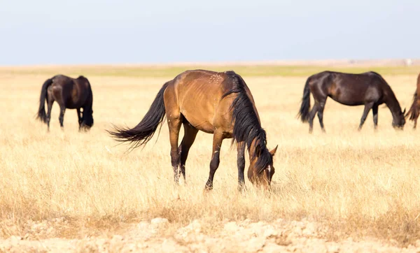 Кінь Пасовищі Пустелі — стокове фото