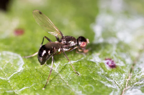 Voler Sur Une Feuille Verte Macro Dans Parc Dans Nature — Photo