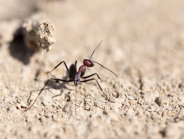 Fourmi Sur Sol Sec Macro Dans Parc Dans Nature — Photo