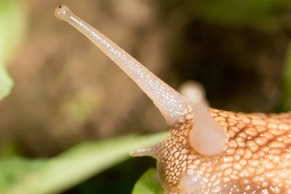 Detalj Snigel Naturen Super Makro — Stockfoto