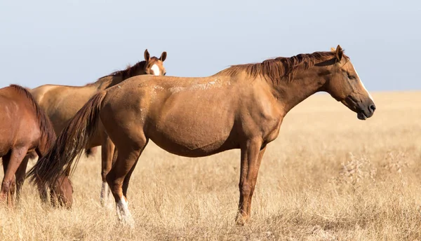 Cheval Dans Pâturage Dans Désert — Photo