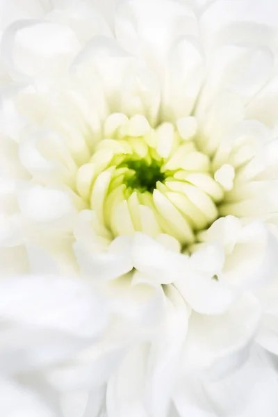 Bela Flor Branca Como Fundo Close — Fotografia de Stock
