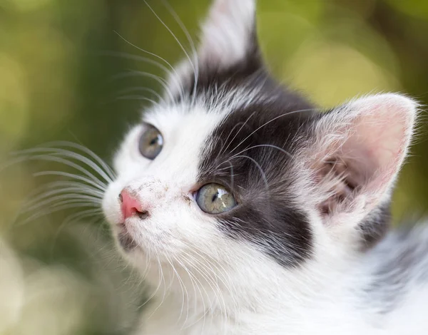 Piękny Mały Kotek Łonie Natury Parku Przyrodzie — Zdjęcie stockowe