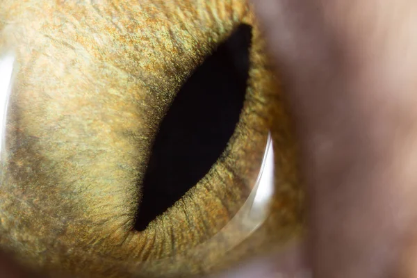 Olhos Amarelos Gato Super Macro Fotos Estúdio — Fotografia de Stock