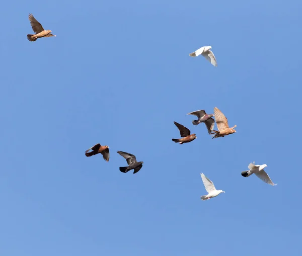 Flock Duvor Blå Himmel Parken Naturen — Stockfoto