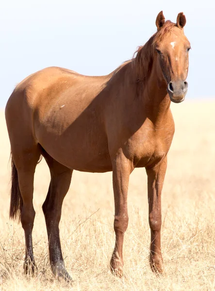 Ein Pferd Auf Einer Weide Der Wüste — Stockfoto