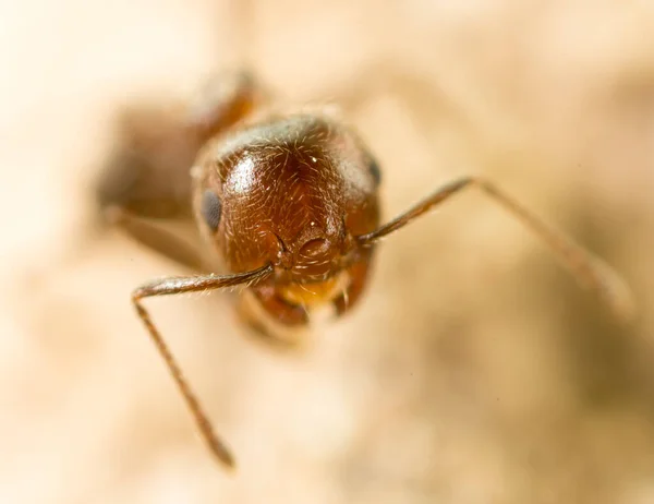 Malý Mravenec Přírodě Super Makro Parku Přírodě — Stock fotografie