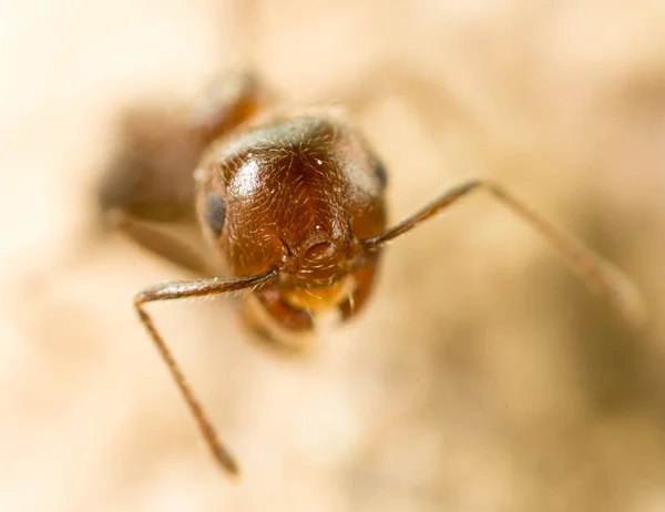 Hormiguita Naturaleza Super Macro Parque Naturaleza — Foto de Stock