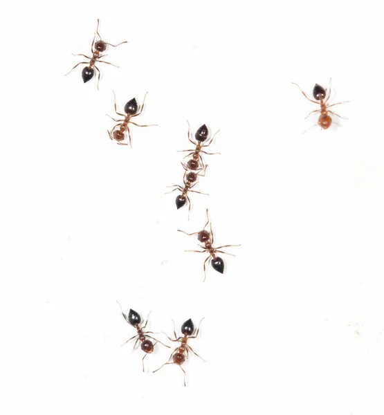 Ants White Wall Park Nature — Stock Photo, Image