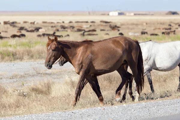 砂漠の牧草地にいる馬は — ストック写真