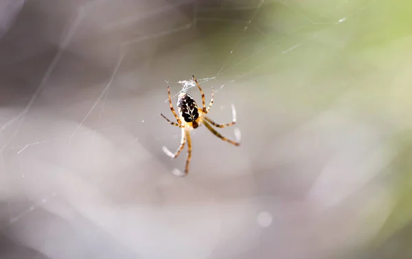 Araignée Dans Nature Macro Dans Parc Dans Nature — Photo