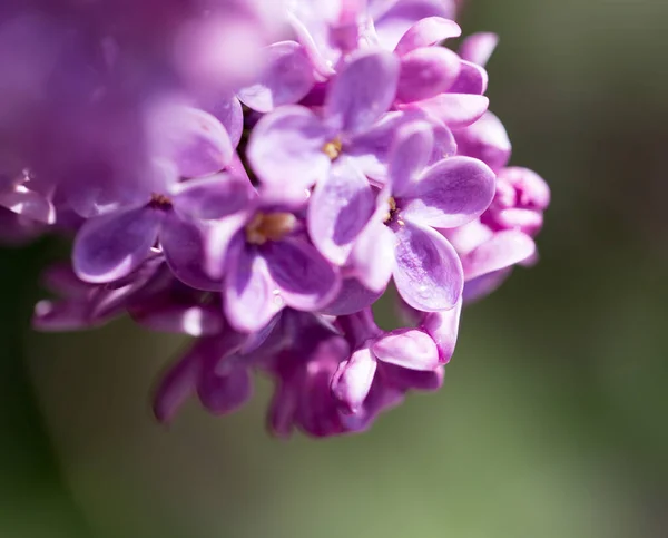 Красивые Сиреневые Цветы Природе Парке Природе — стоковое фото