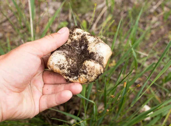 Edible Mushroom Hand Nature Park Nature — Stock Photo, Image