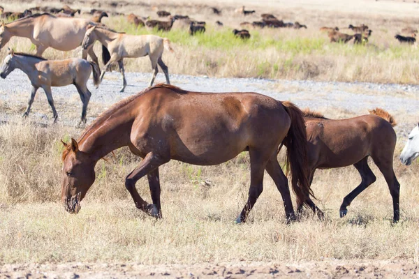 Ein Pferd Auf Einer Weide Der Wüste — Stockfoto