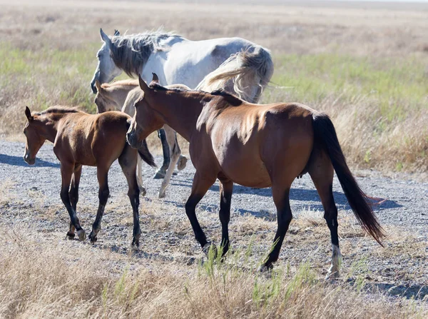 Koń Pastwisku Pustyni — Zdjęcie stockowe