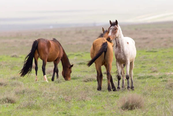 Cheval Dans Pâturage Dans Nature — Photo