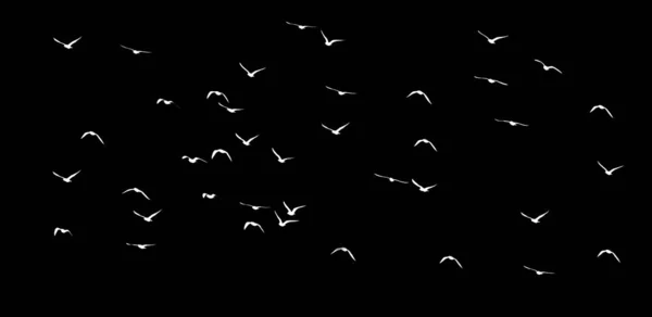 Silhouette Uno Stormo Uccelli Sfondo Nero — Foto Stock