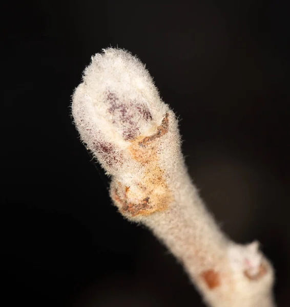 Burgeon Apple Tree Branch Park Nature — Stock Photo, Image