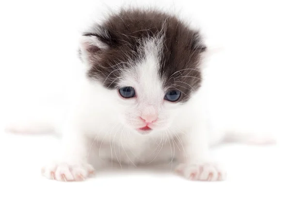 Маленький Кошеня Білому Тлі Фотографії Студії — стокове фото