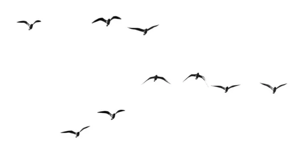 Silhouette Flock Birds White Background — Stock Photo, Image