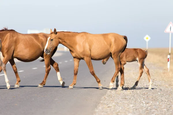 Cheval Traversant Route Dans Parc Dans Nature — Photo