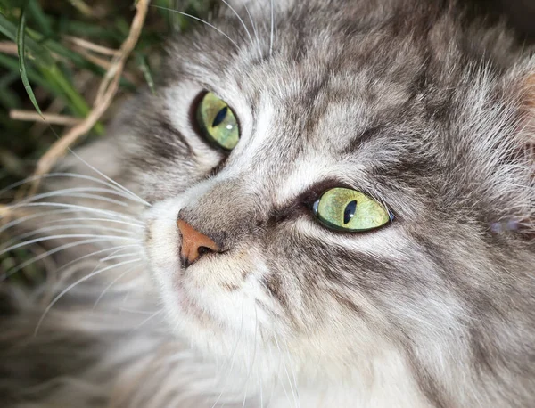 Doğadaki Güzel Bir Kedinin Portresi — Stok fotoğraf