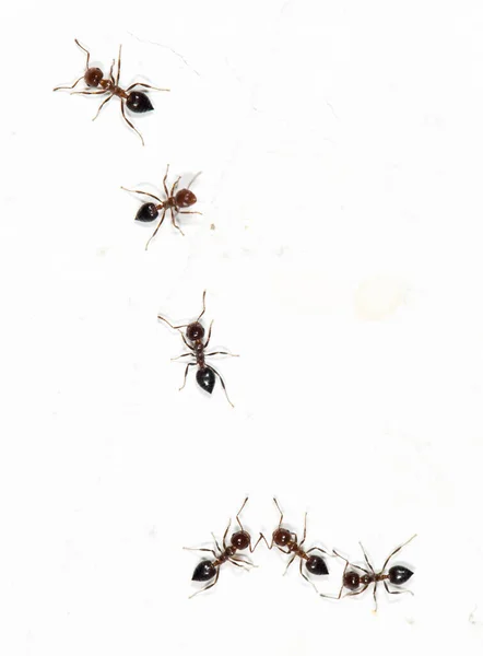 Mrówki Białej Ścianie Parku Przyrodzie — Zdjęcie stockowe