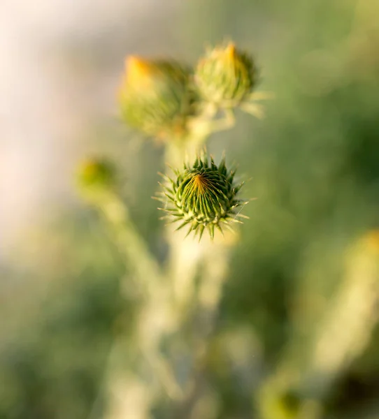 在自然界的多刺植物上的芽 — 图库照片