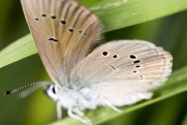 Papillon Dans Nature Macro Dans Parc Dans Nature — Photo