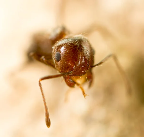 Mała Mrówka Naturze Super Makro Parku Przyrodzie — Zdjęcie stockowe