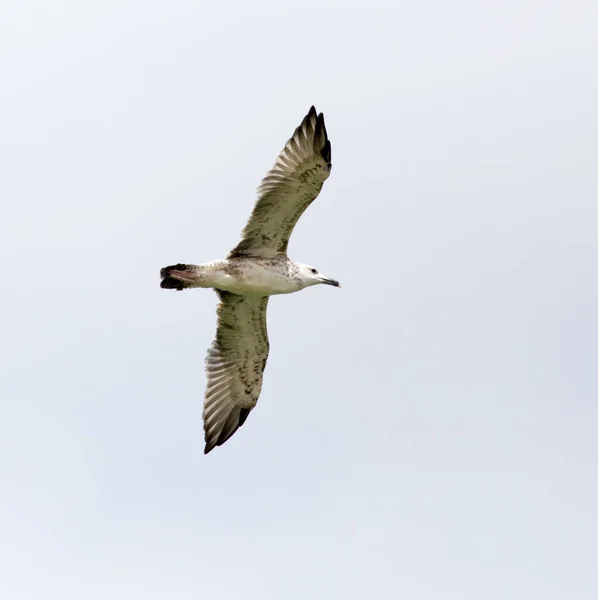 Чайка Польоті Небі Парку Природі — стокове фото