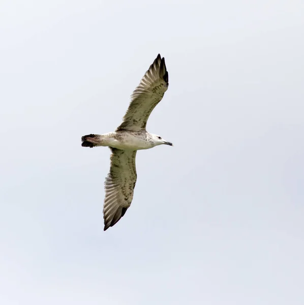 Mouette Vol Dans Ciel Dans Parc Dans Nature — Photo