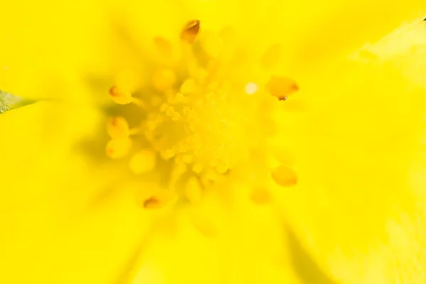 Sárga Virág Természetben Parkban Természetben — Stock Fotó