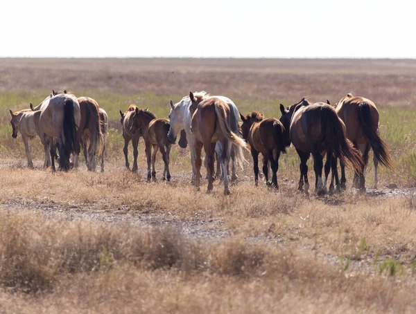 沙漠中的牧场上的马 — 图库照片