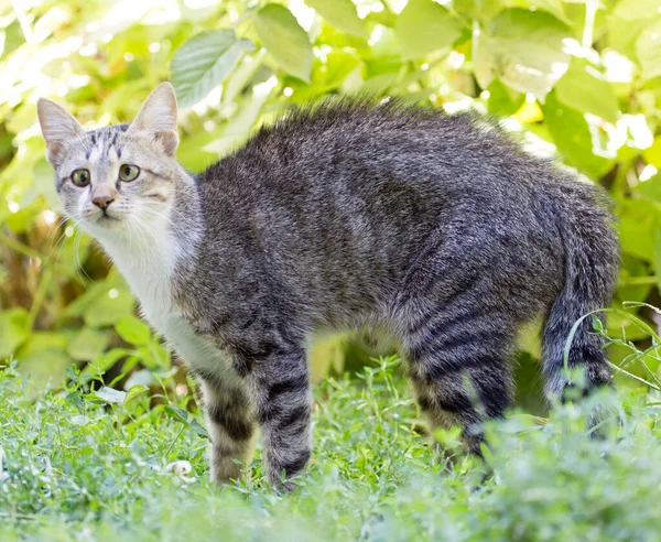 Çimlerdeki Kedi Doğada — Stok fotoğraf