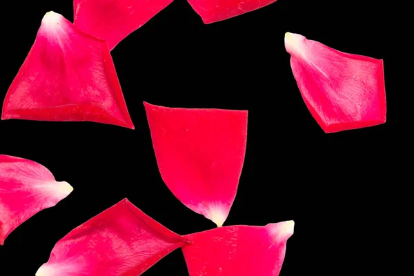 Petali Rosa Sfondo Nero — Foto Stock