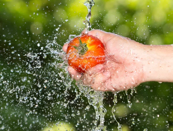 Tomate Mão Água Natureza Parque Natureza — Fotografia de Stock