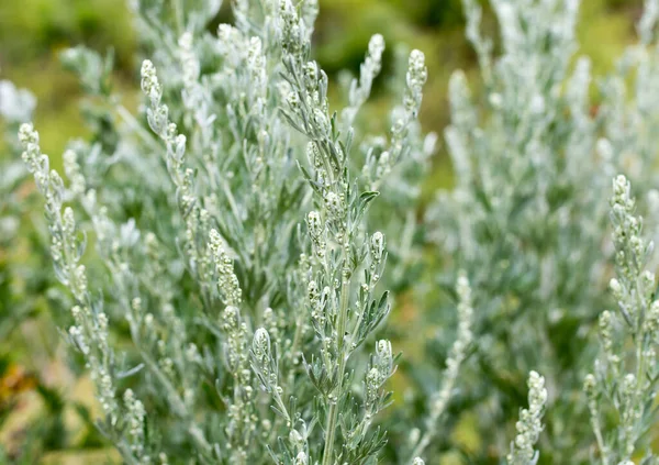 Hierba Verde Naturaleza Como Fondo — Foto de Stock