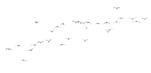 Σιλουέτα Σμήνους Πτηνών Λευκό Φόντο — Φωτογραφία Αρχείου