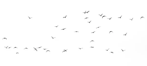 Silhouette Flock Birds White Background — Stock Photo, Image