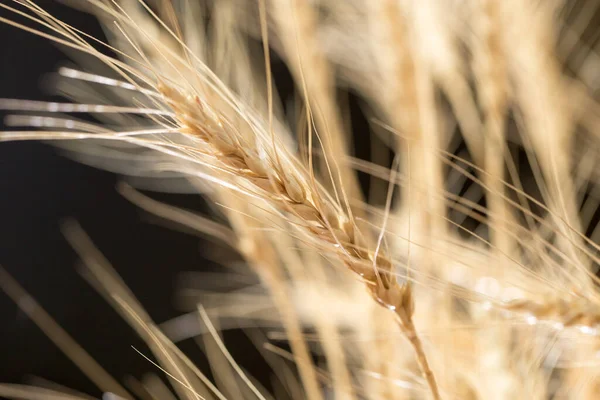 Oren Van Tarwe Een Zwarte Achtergrond — Stockfoto