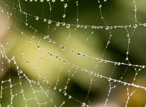 Gouttelettes Eau Sur Une Toile Araignée Dans Nature — Photo