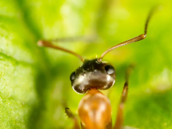 Ameise Auf Einem Grünen Blatt Makro Park Der Natur — Stockfoto